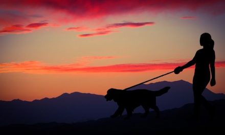 Chasing Sunsets: A Story about a Dog